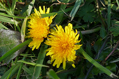 L' herbe verte et ses petits soleils.