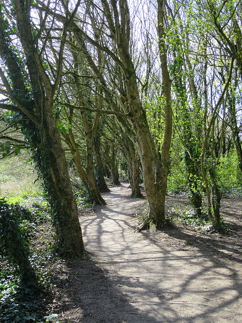 Cosmeston spring