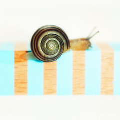 garden snail