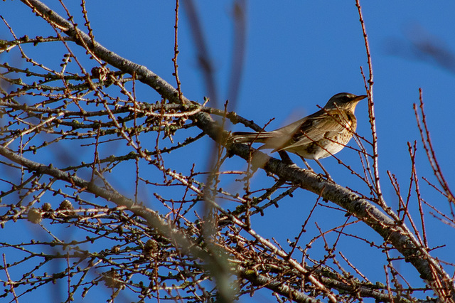 Fieldfare