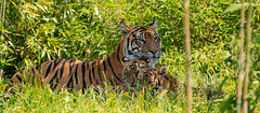 Tigress and cubs