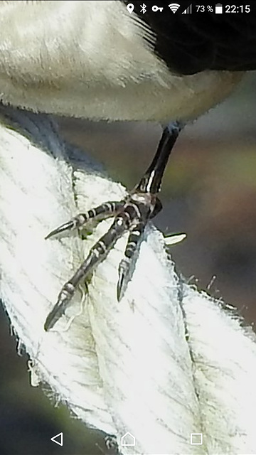 Rauchschwalbe, linker Fuß