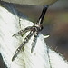 Rauchschwalbe, linker Fuß