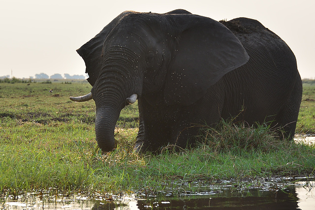 Grazing elephant.