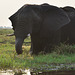 Grazing elephant.