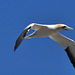 Ile bonaventure gannet DSC 5466 Ile bonaventure gannet DSC 5466