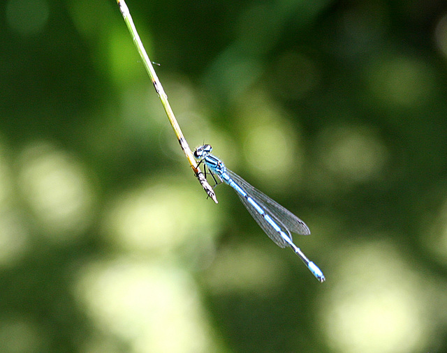 la belle bleue