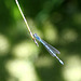 la belle bleue la belle bleue