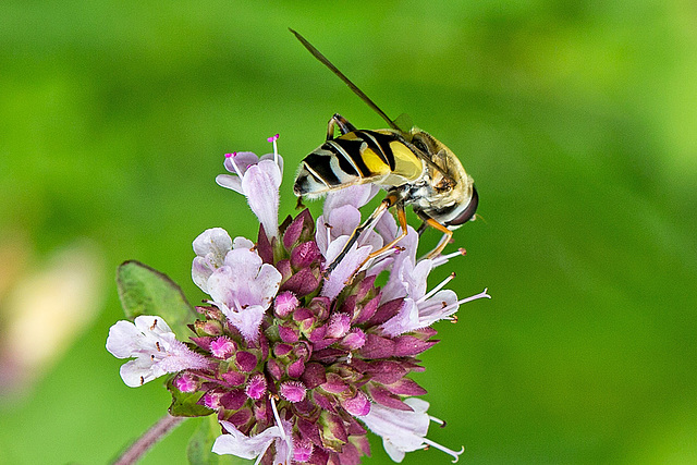 20140714 3961VRMw [D~LIP] Gemeine Sumpfschwebfliege (Helophilus pendulus), UWZ, Bad Salzuflen