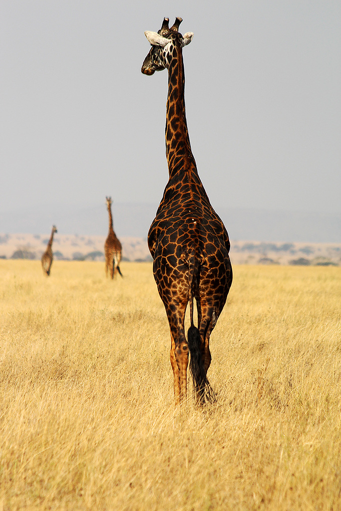 #15 - Africa from behind. Tanzania. 2012