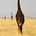 #15 - Africa from behind. Tanzania. 2012