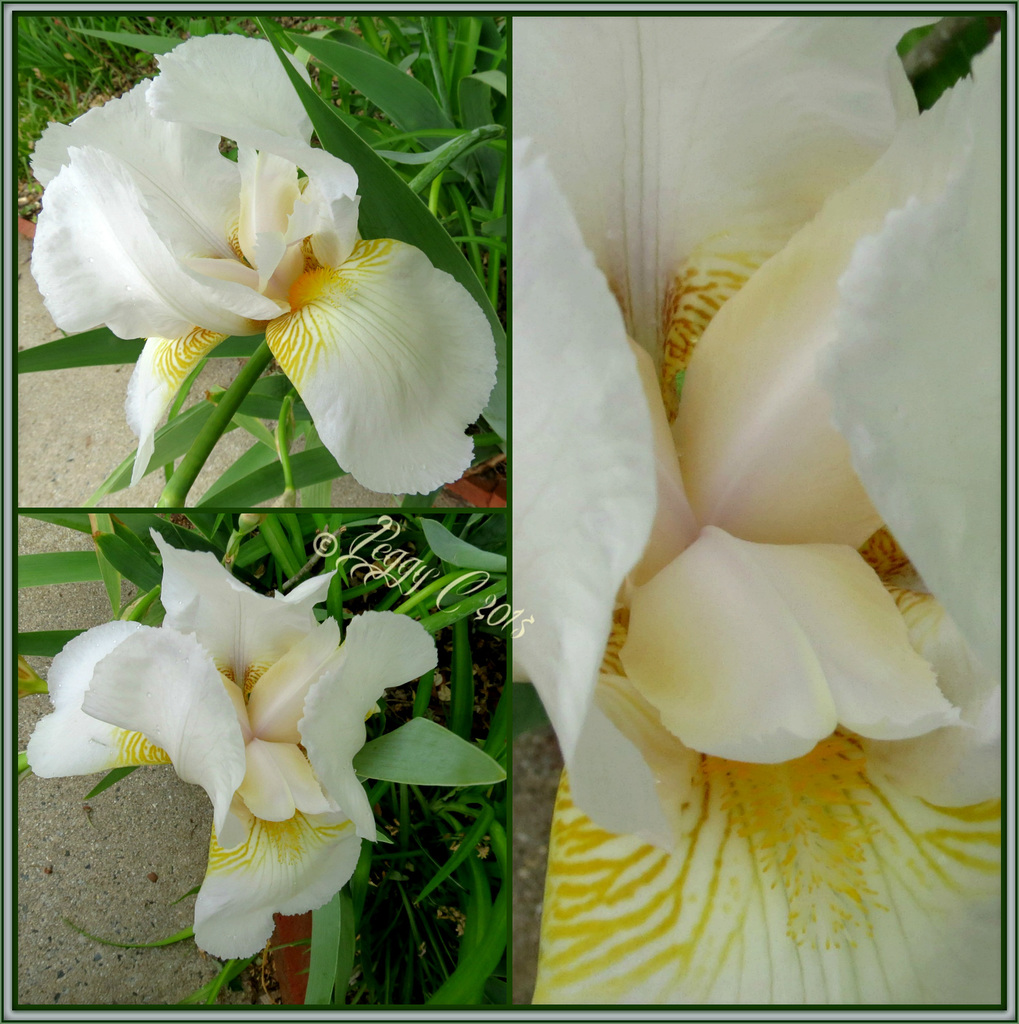 White Iris  beauty - 2015