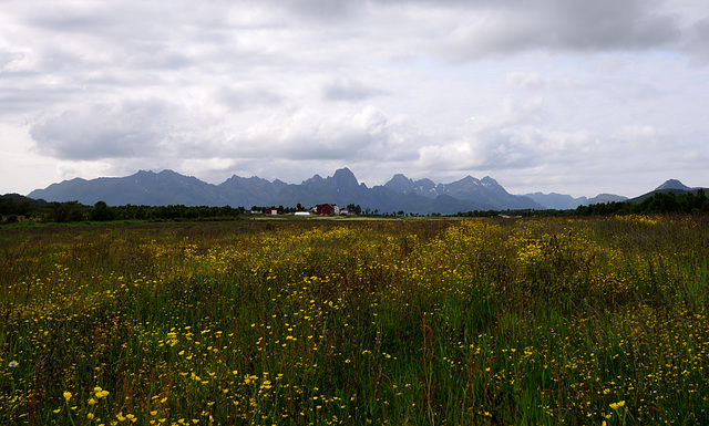 Lofoten - Langoya