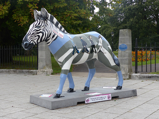 Zany Zebras_239 - 20 August 2016