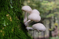 La Planche des belles Filles: Champignons sur un arbre.