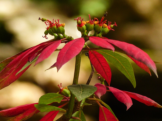 Poinsettia sp, on way to Brasso Seco