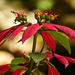 Poinsettia sp, on way to Brasso Seco
