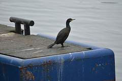 Plymouth, Sutton Harbour, A Lone Cormorant