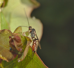 EF7A4693 Wasp