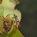 EF7A4693 Wasp