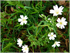 Stellaire holostée dans les bois