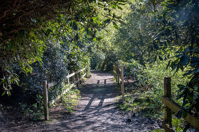 A path at Roydon Park.. HFF.