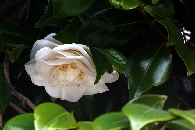 White Camellia