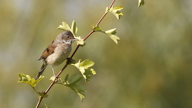 Fauvette grisette - Sylvia communis - Common Whitethroat