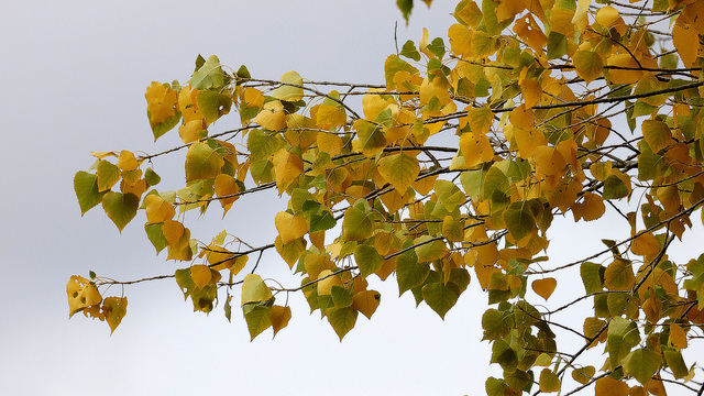 Virage d'automne