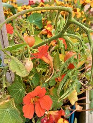 Strange bedfellows.. tomatoes and nasturtiums