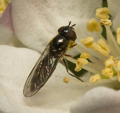 IMG 9316 Hoverfly-1