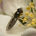 IMG 9316 Hoverfly-1