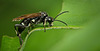 Die Zwölfpunkt-Blattwespe (Macrophya duodecimpunctata) hat sich sehen lassen :)) The twelve-spotted sawfly (Macrophya duodecimpunctata) has made an appearance :)) La tenthrède à douze points (Macrophya duodecimpunctata) a fait son apparition :))