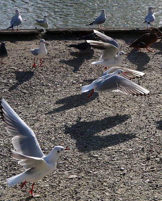 Feeding frenzy
