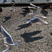 Feeding frenzy