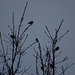 Siskins at Torside