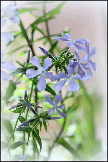 Phlox divaritica  (1)