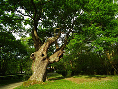 Vieil arbre