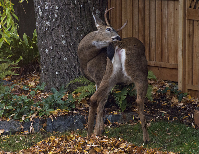 COLUMBIAN BLACK-TAILED DEER