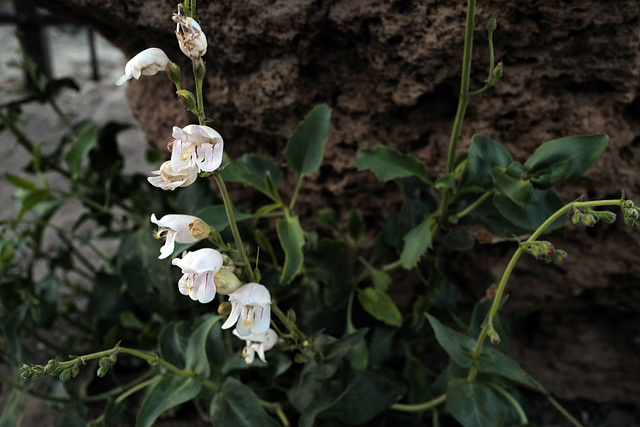 Penstemon newberryi, Grand Canyon USA