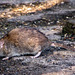 A rat under bird feeders at Roydon Park