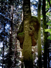 ein "Natugnaro" (erste Sichtung in den Gemäßigten Breiten)