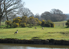 Gorse and geese