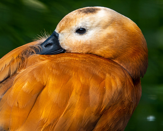 Ruddy shelduck