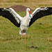 Storch (4 PiPs)