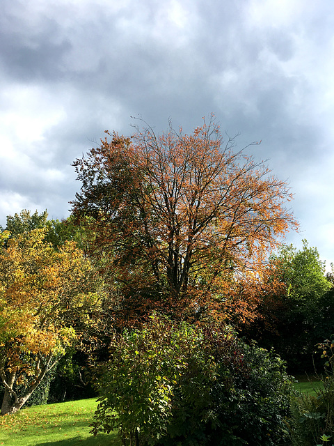 Automne au jardin