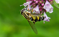 20140714 3960VRMw [D~LIP] Gemeine Sumpfschwebfliege (Helophilus pendulus), UWZ, Bad Salzuflen