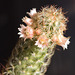 Gold Lace cactus (Mammillaria elongata) flowers