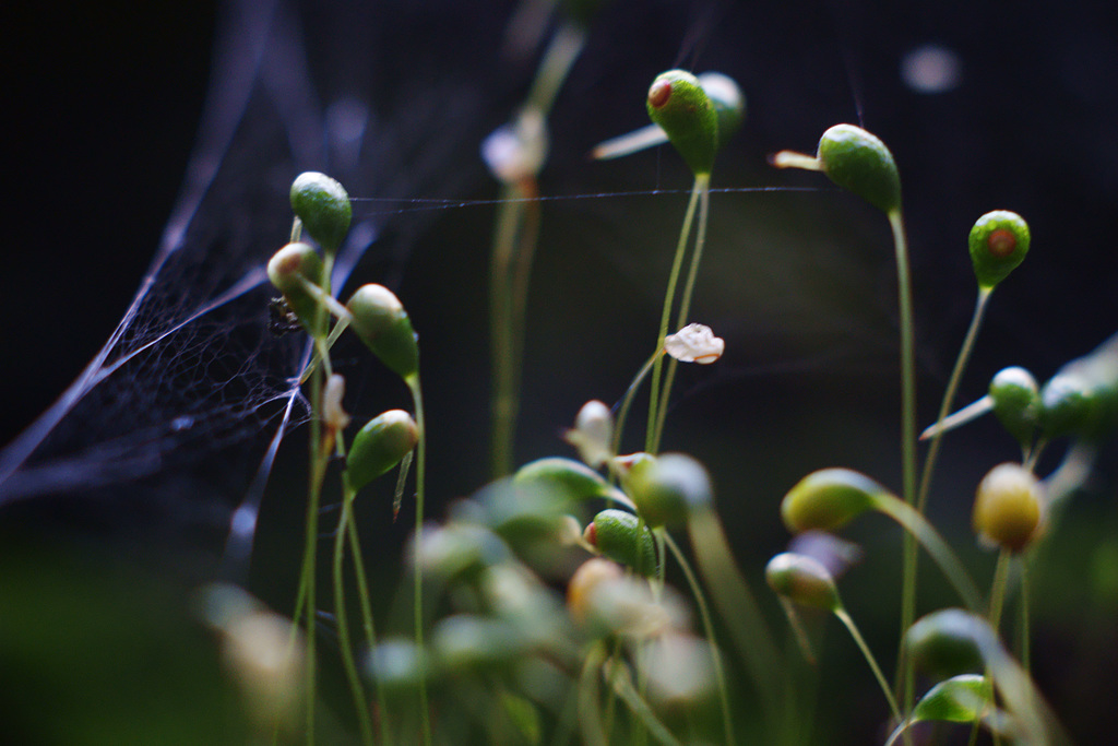 spider's web and moss