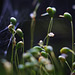 spider's web and moss